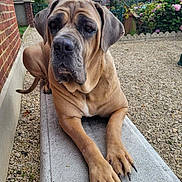 Pixie participe au concours pour gagner de l'argent avec cette photo : animal, architecture, backyard, boxer, building, bulldog, canine, city, dog, greatdane, housing, nature, pet, plant, pottedplant, puppy, road, snout, street, urban