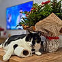 cat, black_and_white, table, paper_towel_roll, flower_bouquet, music_sheet_wrapping, indoor, wooden_surface, plant, greenery, red_flowers, domestic_cat, relaxed, pet, fur, whiskers, yellow_eyes, home_interior, blurred_background, cozy