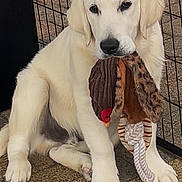 Benson is registered to the contest to win money with this photo: animal, canine, cute, dog, ears, fence, floor, fur, looking, nostrils, outdoor, pavement, pet, playful, plush_toy, puppy, sitting, toy, white_dog, young_dog
