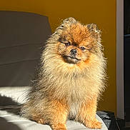 Snoop a rejoint le concours — aidez-le/la à gagner de superbes lots ! animal, canine, companion, couch, cozy, cute, dog, domestic_animal, fluffy, fur, furry, indoor, pet, pomeranian, portrait, relaxed, sitting, small_dog, sunlight, yellow_wall