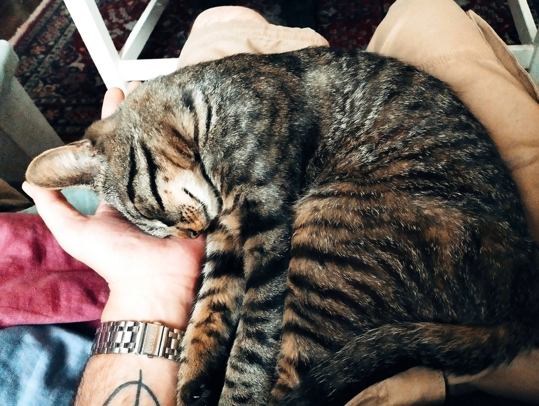 Yoshi participe au concours pour gagner de l'argent avec cette photo : carnivore, cat, claw, comfort, domestic_short_haired_cat, felidae, flesh, fur, grass, mammal, nail, paw, small_to_medium_sized_cats, snout, tail, terrestrial_animal, vertebrate, watch, whiskers, wrist