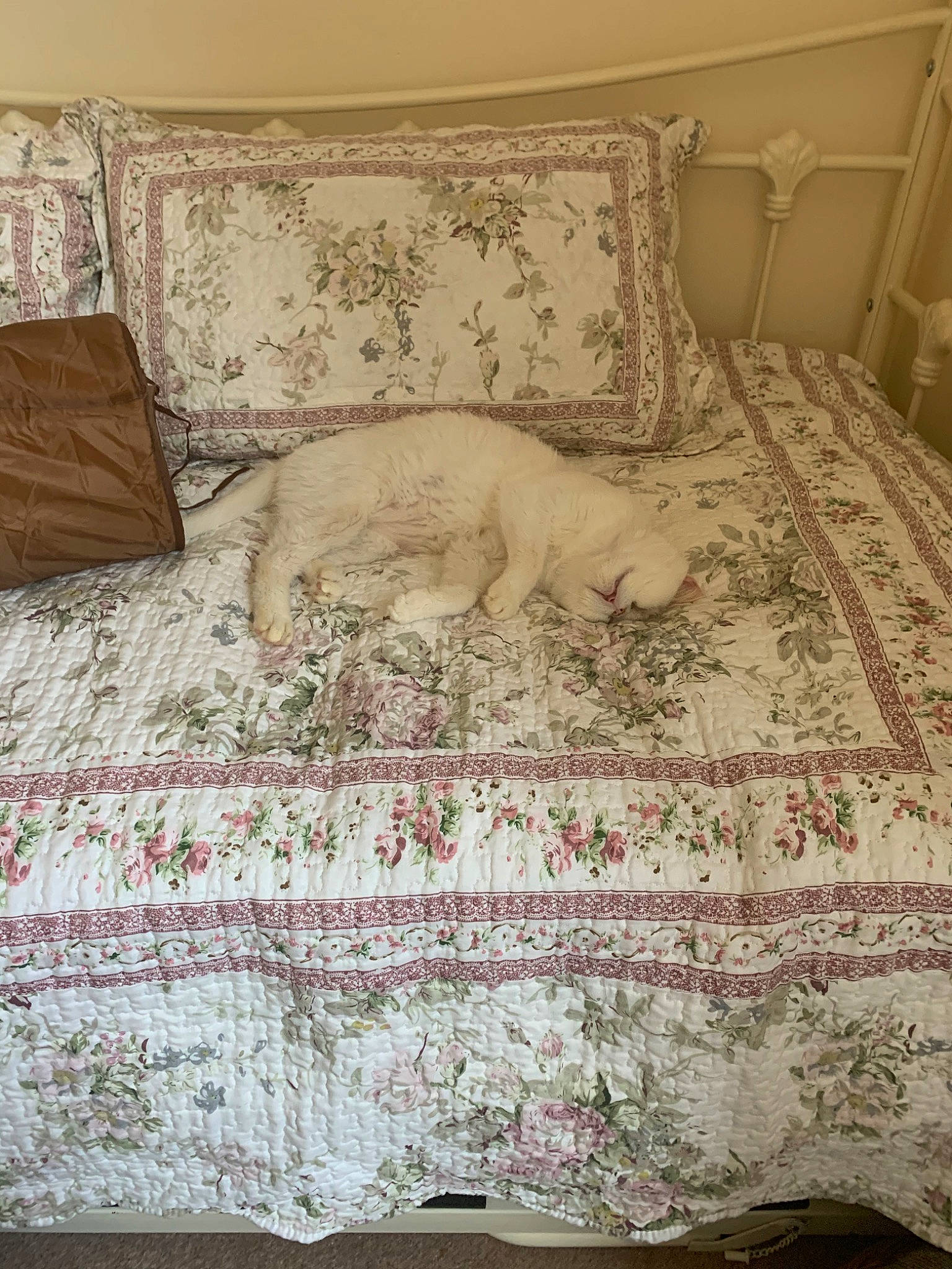 Babu joined the competition — help win amazing prizes! bed, bed_frame, bed_sheet, bed_skirt, bedding, bedroom, beige, cushion, duvet, duvet_cover, furniture, interior_design, lace, linens, pillow, quilt, room, textile