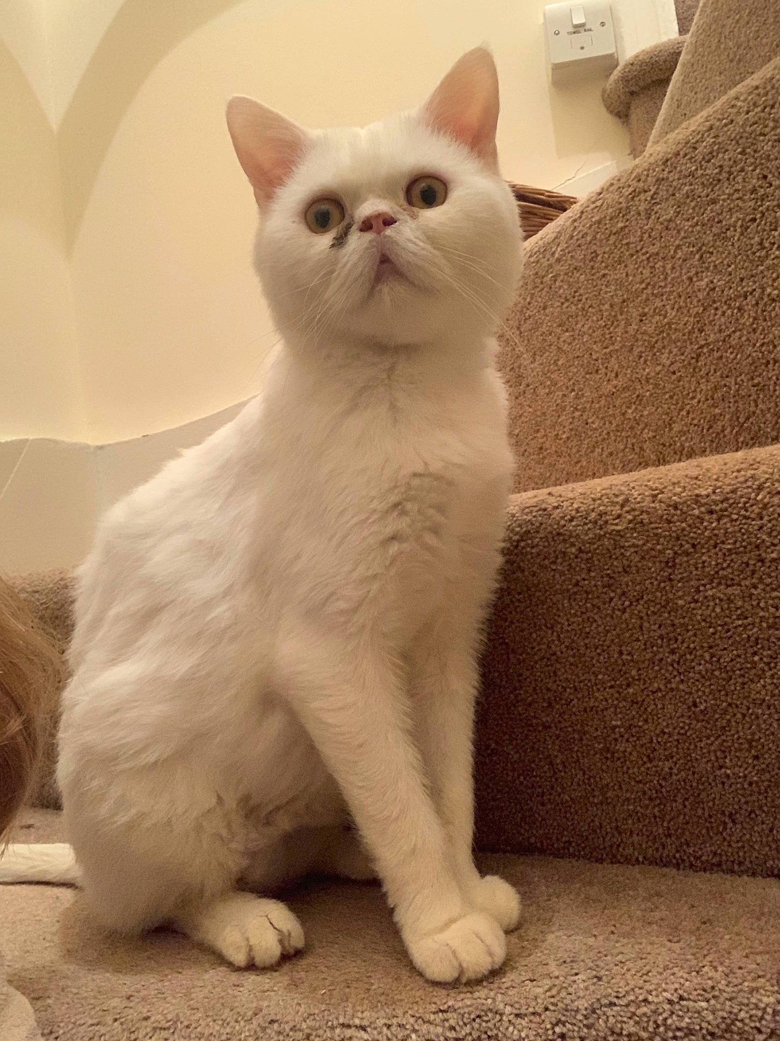 Babu joined the competition — help win amazing prizes! aegean_cat, american_wirehair, asian, british_shorthair, burmilla, carnivore, cat, domestic_short_haired_cat, fawn, felidae, khao_manee, kitten, mammal, paw, small_to_medium_sized_cats, tail, turkish_angora, turkish_van, vertebrate, whiskers