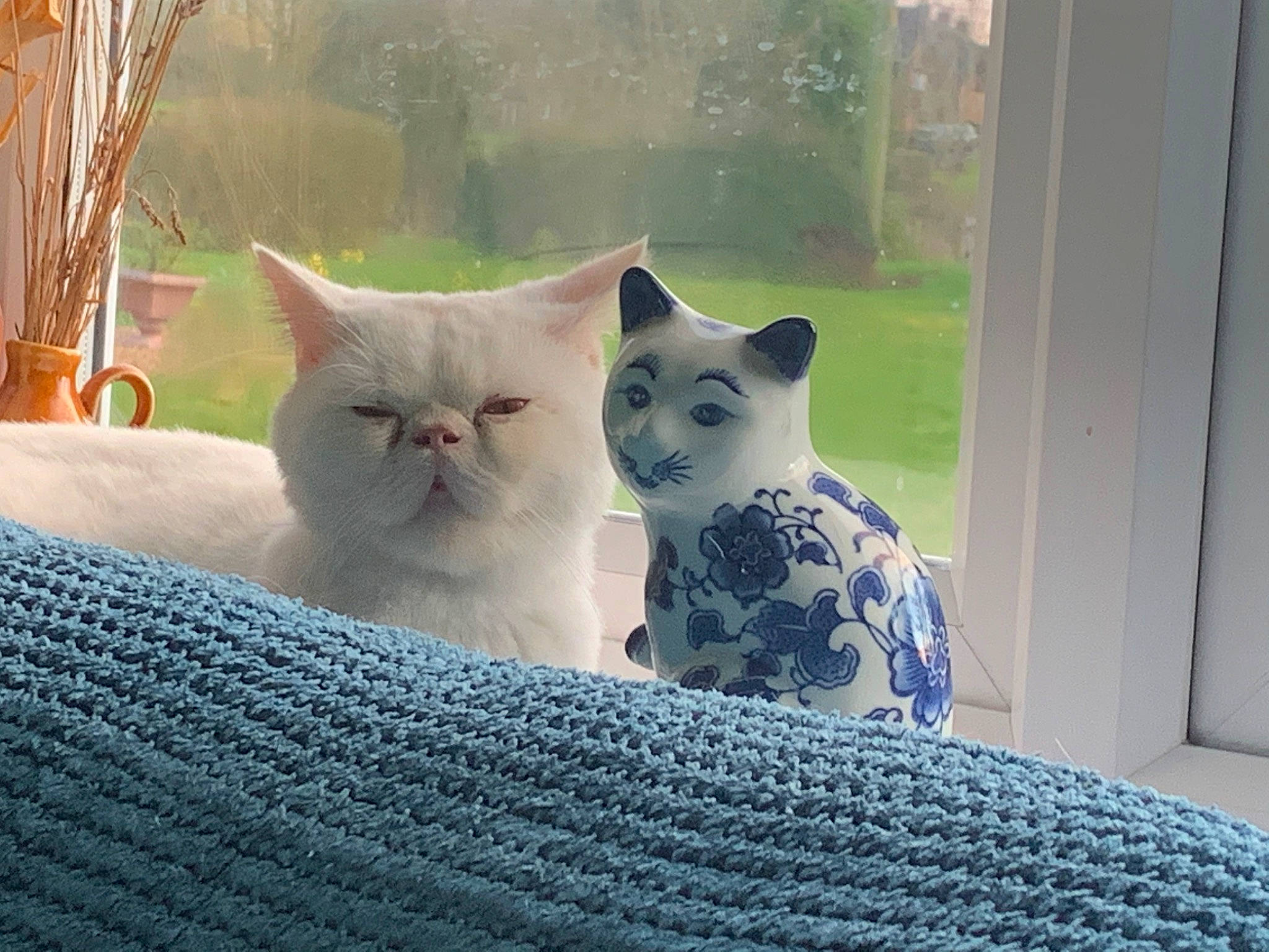 Babu joined the competition — help win amazing prizes! asian, british_longhair, british_semi_longhair, british_shorthair, carnivore, cat, chartreux, crochet, domestic_short_haired_cat, european_shorthair, fawn, felidae, kitten, mammal, small_to_medium_sized_cats, vertebrate, whiskers