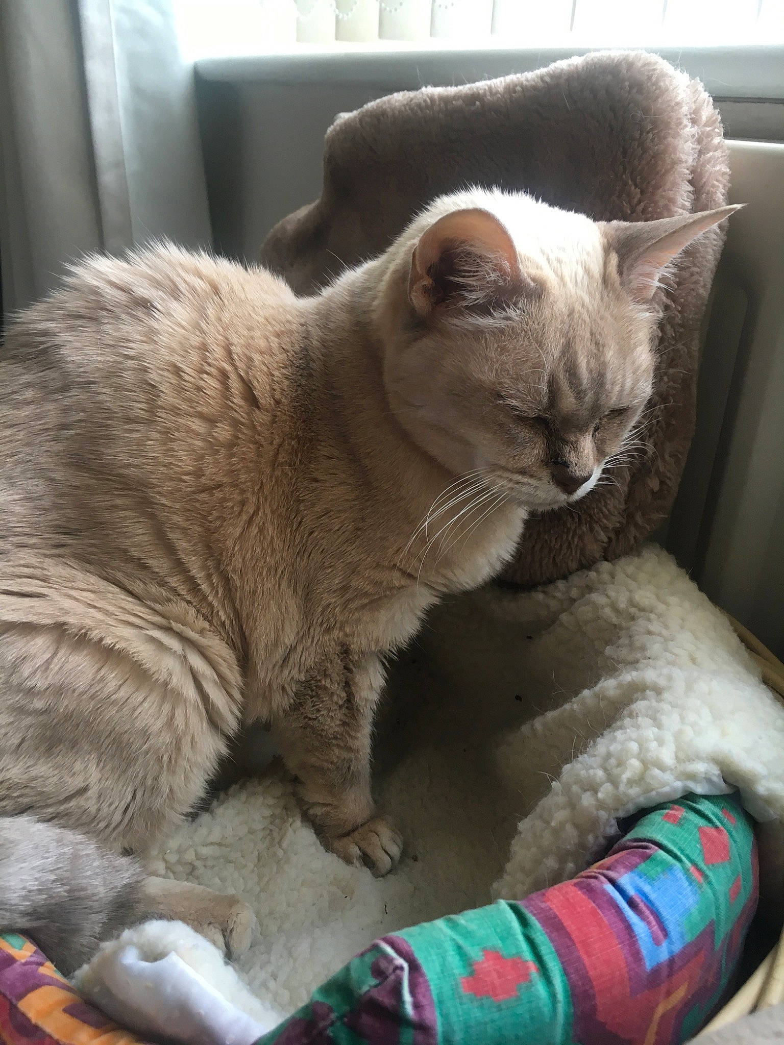 Polly joined the competition — help win amazing prizes! asian, australian_mist, british_shorthair, burmese, burmilla, carnivore, cat, domestic_short_haired_cat, european_shorthair, fawn, felidae, german_rex, mammal, nap, small_to_medium_sized_cats, thai, tonkinese, vertebrate, whiskers