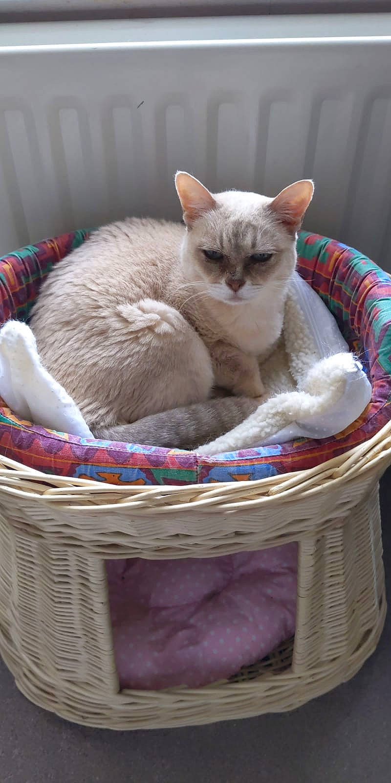 Polly is registered to the contest to win money with this photo: asian, balinese, basket, burmese, burmilla, carnivore, cat, cat_bed, cat_supply, colorpoint_shorthair, fawn, felidae, kitten, mammal, small_to_medium_sized_cats, thai, tonkinese, vertebrate, whiskers, wicker