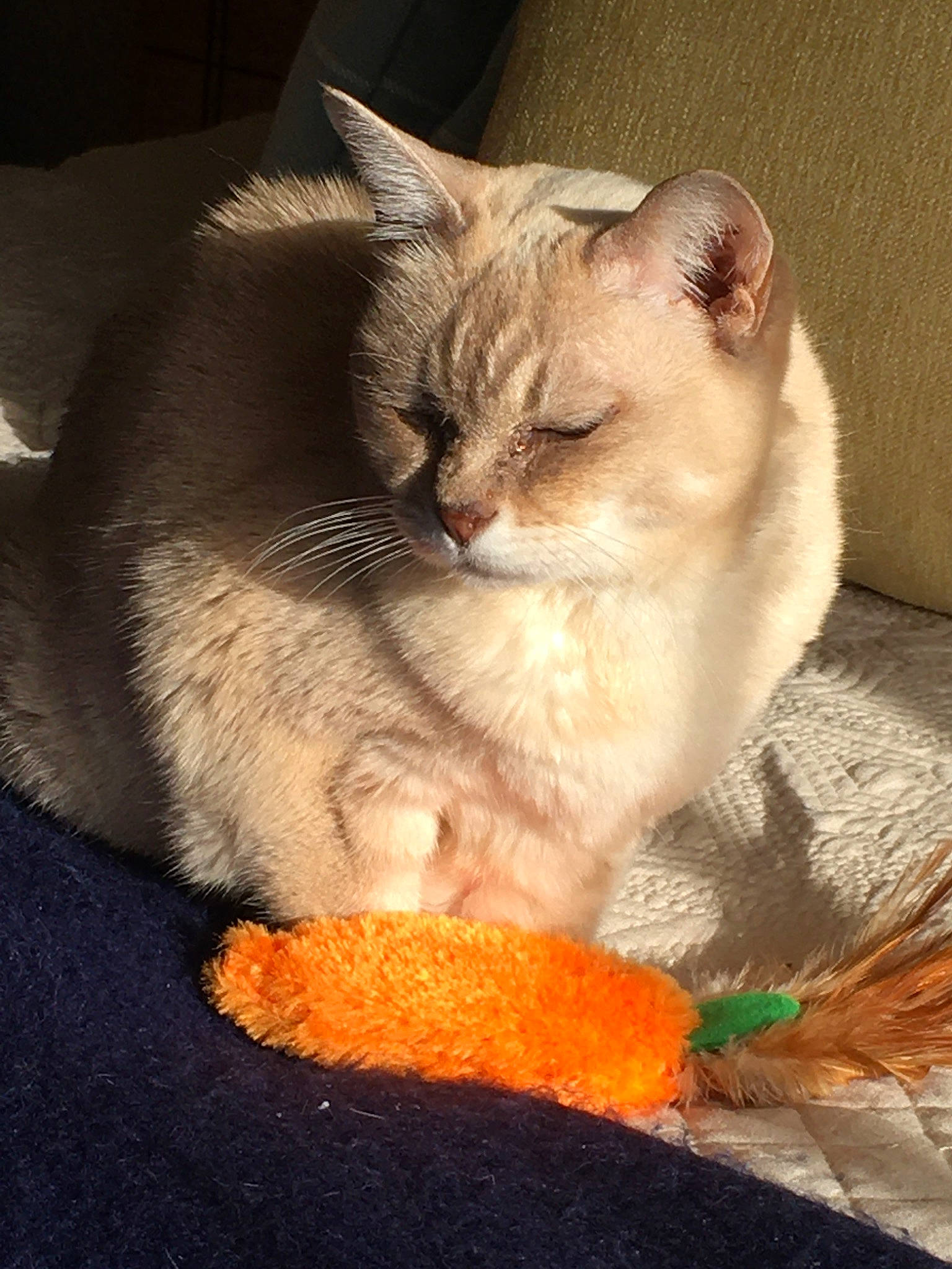 Polly is registered to the contest to win money with this photo: asian, balinese, burmilla, carnivore, cat, colorpoint_shorthair, domestic_short_haired_cat, european_shorthair, fawn, felidae, german_rex, kitten, mammal, ragdoll, siamese, singapura, small_to_medium_sized_cats, thai, tonkinese, whiskers