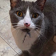 Fedor is registered to the contest to win money with this photo: amber_eyes, animal, cat, closeup, curious, cute, domestic_cat, face, feline, fur, gray_cat, indoor, looking_up, muzzle, pet, playful, portrait, tile_floor, whiskers, white_cat