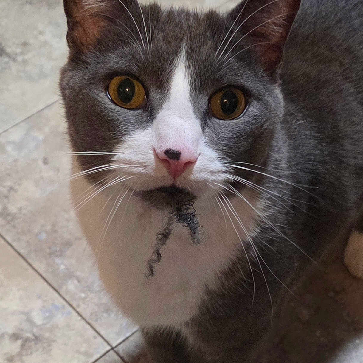 Fedor is registered to the contest to win money with this photo: amber_eyes, animal, cat, closeup, curious, cute, domestic_cat, face, feline, fur, gray_cat, indoor, looking_up, muzzle, pet, playful, portrait, tile_floor, whiskers, white_cat