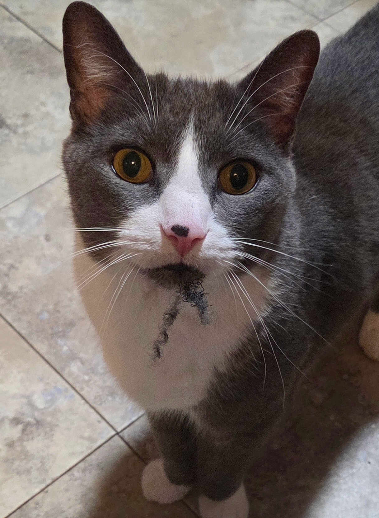 Fedor is registered to the contest to win money with this photo: amber_eyes, animal, cat, closeup, curious, cute, domestic_cat, face, feline, fur, gray_cat, indoor, looking_up, muzzle, pet, playful, portrait, tile_floor, whiskers, white_cat