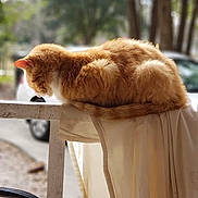 Jupiter is registered to the contest to win money with this photo: animal, blurred_background, cat, curtain, domestic_cat, fence, fur, nature, orange_tabby, outdoor, peaceful, pet, quiet, railing, relaxation, resting, side_view, sunlight, tree, wildlife