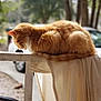 animal, blurred_background, cat, curtain, domestic_cat, fence, fur, nature, orange_tabby, outdoor, peaceful, pet, quiet, railing, relaxation, resting, side_view, sunlight, tree, wildlife