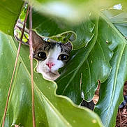 Stevie joined the competition — help win amazing prizes! cat, kitten, peeking, houseplant, large_leaves, green_foliage, close_up, portrait, pink_nose, whiskers, curious, hiding, nature, outdoor, tropical, leaf_texture, eye_contact, cute, explorer, botanical