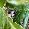 botanical, cat, close_up, curious, cute, explorer, eye_contact, green_foliage, hiding, houseplant, kitten, large_leaves, leaf_texture, nature, outdoor, peeking, pink_nose, portrait, tropical, whiskers