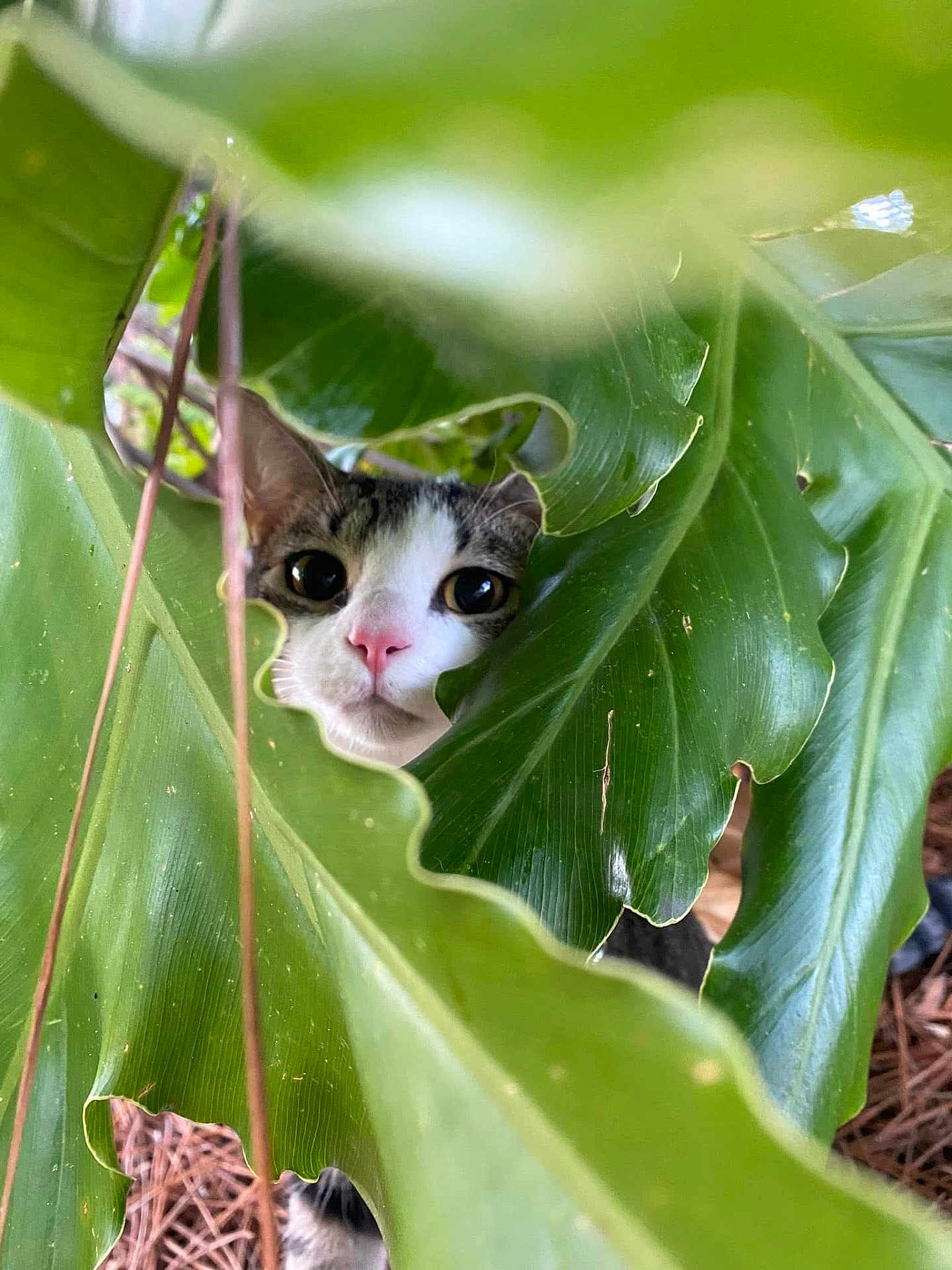 Stevie joined the competition — help win amazing prizes! cat, kitten, peeking, houseplant, large_leaves, green_foliage, close_up, portrait, pink_nose, whiskers, curious, hiding, nature, outdoor, tropical, leaf_texture, eye_contact, cute, explorer, botanical