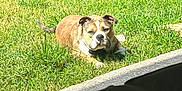 Nola is registered to the contest to win money with this photo: dog, grass, sunlight, outdoor, pet, lawn, canine, brown, white, short_hair, relaxed, nature, daylight, animal, closeup, portrait, laying_down, sunny, shadow, concrete