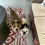 Nola joined the competition — help win amazing prizes! dog, indoor, rugs, floor, couch, furniture, pet, canine, brown_dog, white_dog, black_spots, ears, tongue_out, looking_up, patterned_rug, woven_furniture, wooden_cabinet, door_mat, plant, happy