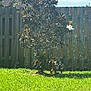 Nola joined the competition — help win amazing prizes! dog, grass, tree, flower, fence, outdoor, sunlight, shadow, pet, yard, nature, greenery, canine, animal, daylight, plant, wood, leaf, summer, backyard