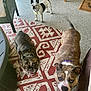 Nola is registered to the contest to win money with this photo: dog, indoor, rug, patterned_rug, furniture, brick_wall, happy, tongue_out, pet, canine, animal, floor, collar, tail, looking_up, three_dogs, cute, companion, domestic_animal, playful