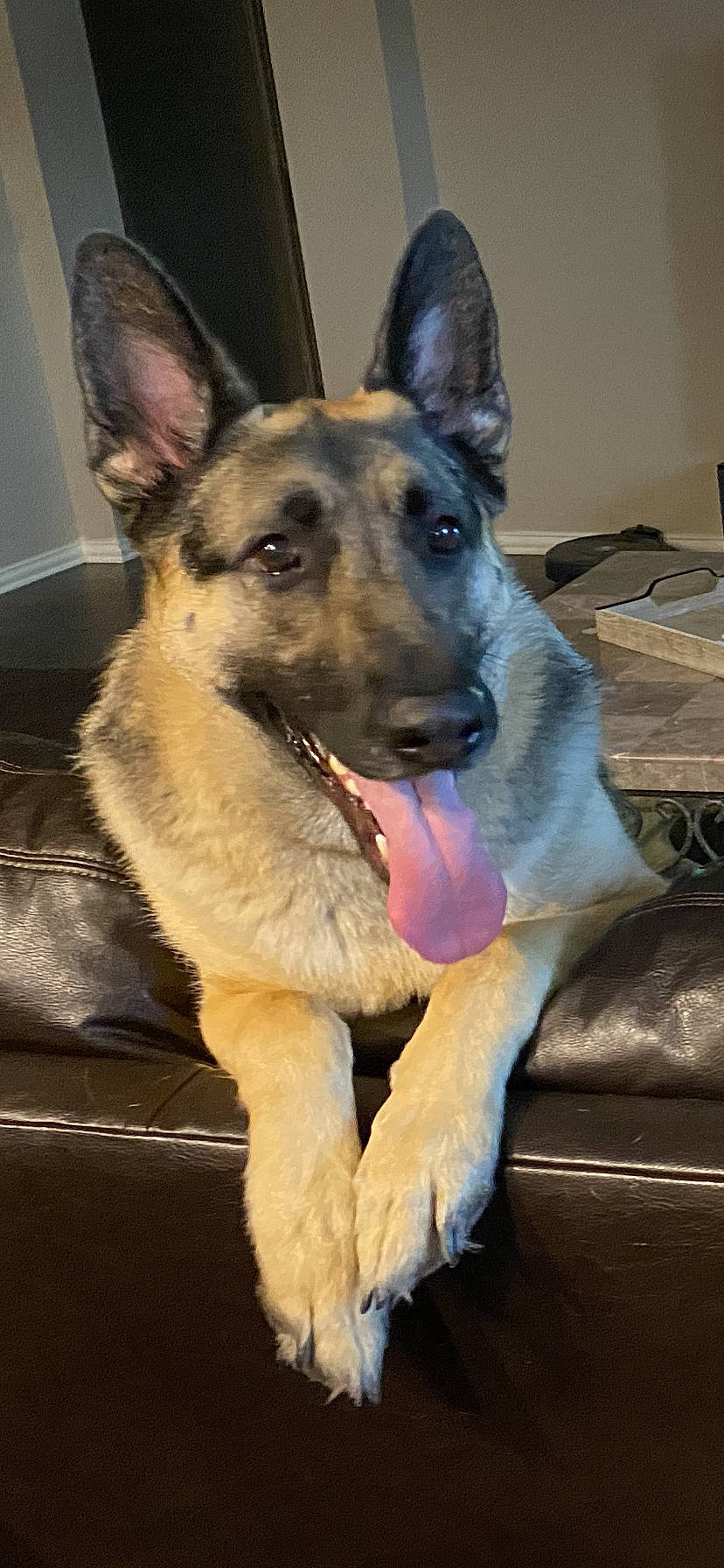 Kelce joined the competition — help win amazing prizes! canidae, carnivore, collar, companion_dog, dog, dog_breed, ear, east_european_shepherd, eye, fawn, fur, german_shepherd_dog, herding_dog, human_body, jaw, king_shepherd, old_german_shepherd_dog, snout, sporting_group, working_dog