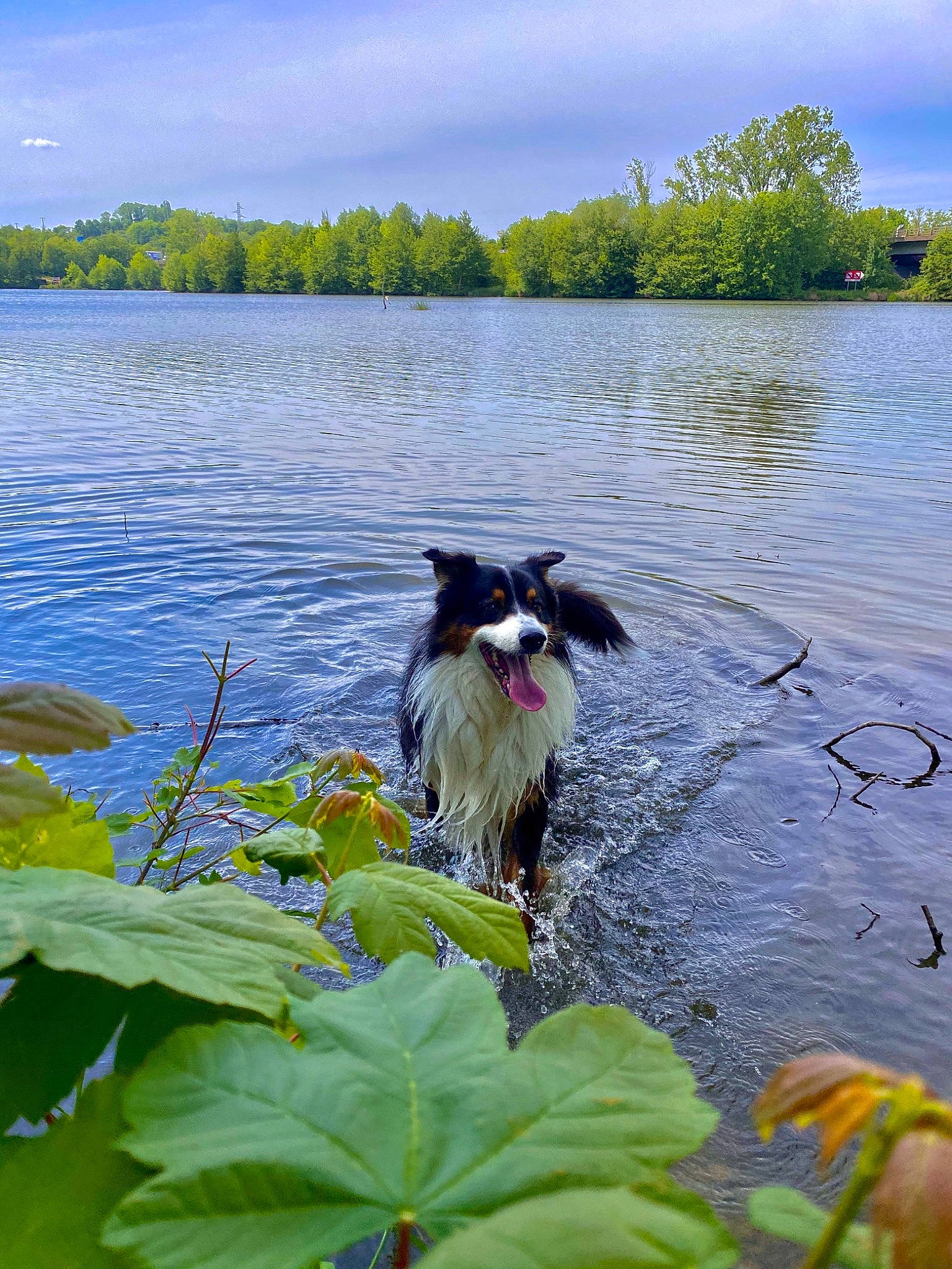 Michigan a rejoint le concours — aidez-le/la à gagner de superbes lots ! australian_shepherd, bank, border_collie, canidae, carnivore, collie, dog, dog_breed, flower, herding_dog, lake, leaf, plant, pond, river, rough_collie, water, watercourse, wildflower, working_dog