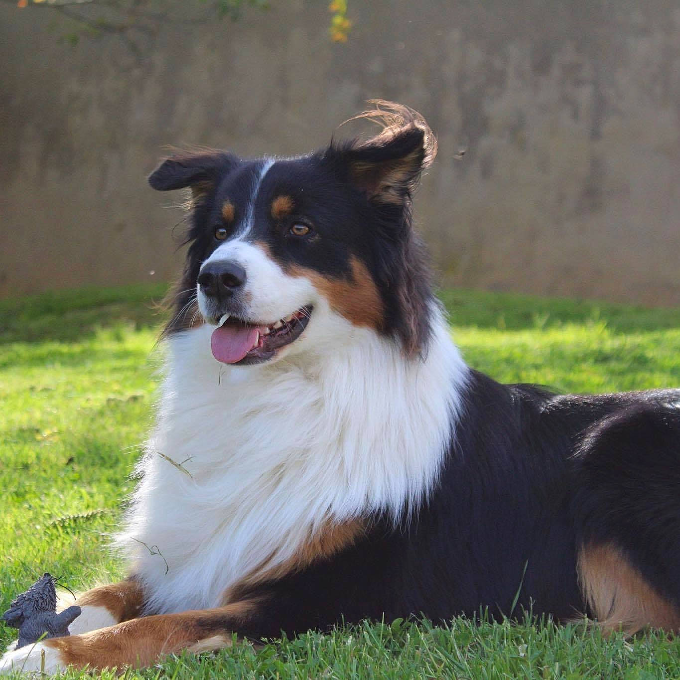 Michigan participe au concours pour gagner de l'argent avec cette photo : australian_collie, australian_shepherd, bernese_mountain_dog, border_collie, canidae, carnivore, companion_dog, dog, dog_breed, english_shepherd, herding_dog, mammal, miniature_australian_shepherd, rare_breed_dog, scotch_collie, shetland_sheepdog, sporting_group, vertebrate, welsh_sheepdog, working_dog