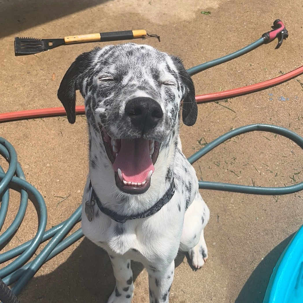 Oakley joined the competition — help win amazing prizes! animal, blue_pool, canine, collar, concrete, dog, garden_tool, happy, hose, outdoor, patio, pet, playful, shadow, sitting, smiling, spotted_dog, summer, sunlight, tongue_out