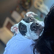 Mac joined the competition — help win amazing prizes! dog, black_and_white, close_up, pet, indoor, blurred_background, resting, shoulder, fur, ears, nose, eyes, portrait, companion, friendship, cozy, soft_light, animal, domestic, relaxing