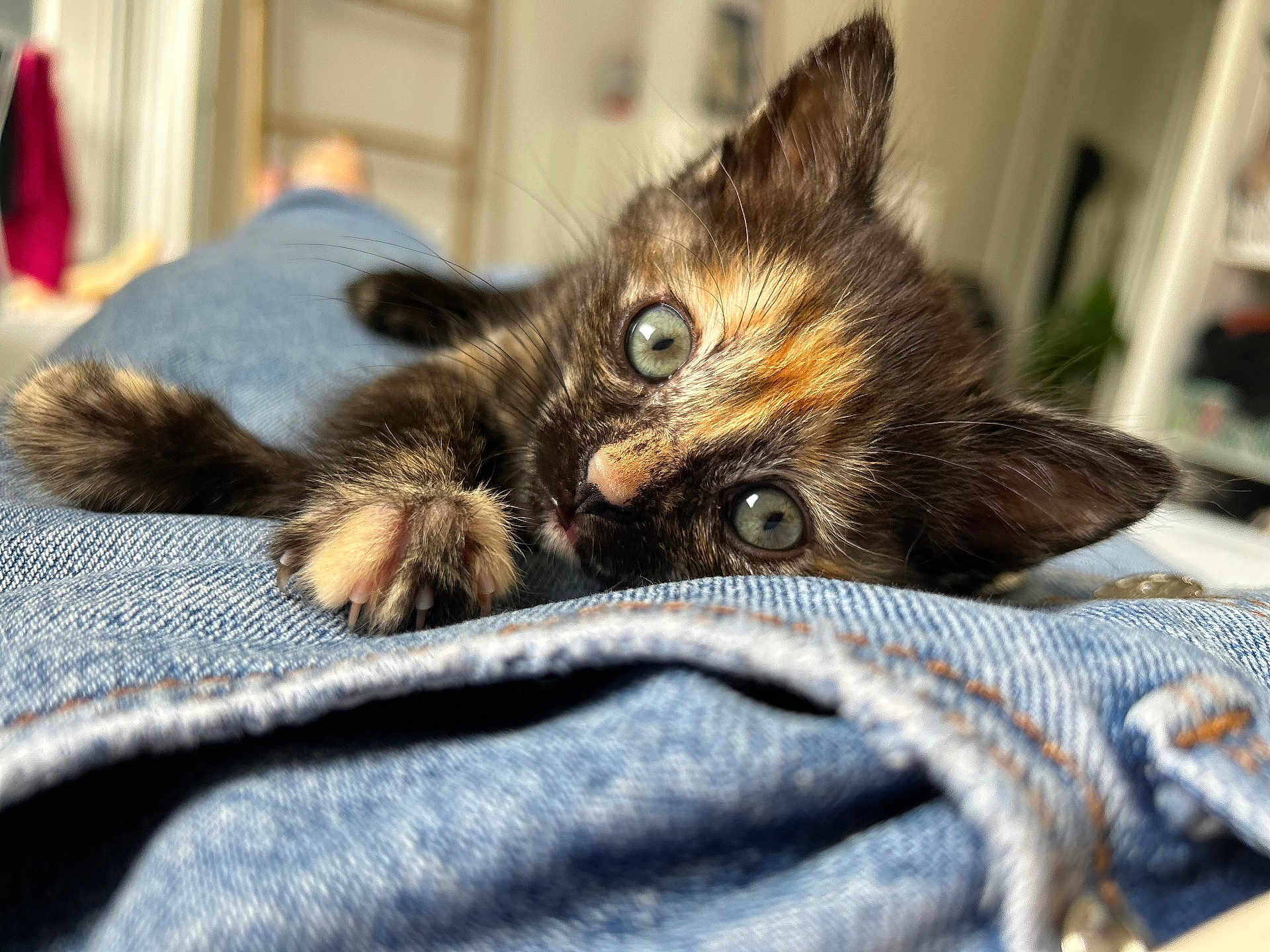 Romy participe au concours pour gagner de l'argent avec cette photo : kitten, cat, tortoiseshell, close_up, denim, jeans, paw, claw, indoor, blurred_background, cute, pet, fur, green_eyes, lying_down, curious, young_animal, soft_light, feline, resting