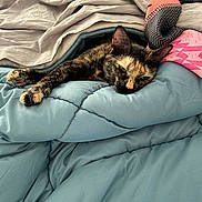 Romy participe au concours pour gagner de l'argent avec cette photo : cat, tortoiseshell, blanket, quilt, scarf, resting, sleepy, bed, cozy, indoor, pet, feline, fur, relaxed, home, comfort, animal, soft, laying, warm