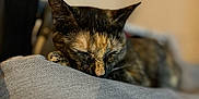 Romy a rejoint le concours — aidez-le/la à gagner de superbes lots ! cat, tortoiseshell, sleeping, resting, closeup, indoor, feline, pet, fur, ears, face, whiskers, cozy, soft, gray, texture, blurred_background, relaxation, domestic_animal, quiet