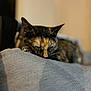 cat, tortoiseshell, sleeping, resting, closeup, indoor, feline, pet, fur, ears, face, whiskers, cozy, soft, gray, texture, blurred_background, relaxation, domestic_animal, quiet