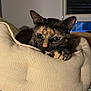 Romy a rejoint le concours — aidez-le/la à gagner de superbes lots ! cat, tortoiseshell_cat, pet_bed, indoor, resting, cozy, sleepy, feline, animal, cute, domestic_cat, fur, cushion, window, blind, home, relaxed, soft_lighting, portrait, closeup