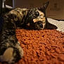 Romy participe au concours pour gagner de l'argent avec cette photo : cat, tortoiseshell, stretching, paw, orange_rug, indoor, box, fur, whiskers, pet, animal, cute, relaxed, closeup, texture, eyes, floor, cozy, curious, home