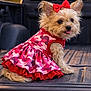 Puppy joined the competition — help win amazing prizes! accessory, bow, camo_pattern, close_up, cute, dog, dress, ears, fur, outdoor, pet_fashion, pickup_truck, pink, portrait, puppy, ruffles, sitting, small_dog, tongue_out, truck_bed