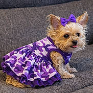 Puppy joined the competition — help win amazing prizes! accessory, big_eyes, bow, camo_pattern, couch, cute, dog, ears, fabric, fur, gray_background, indoors, pet, portrait, purple_dress, sitting, small_dog, sofa, tongue_out, yorkie