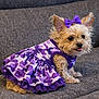 accessory, big_eyes, bow, camo_pattern, couch, cute, dog, ears, fabric, fur, gray_background, indoors, pet, portrait, purple_dress, sitting, small_dog, sofa, tongue_out, yorkie