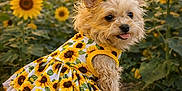 Puppy joined the competition — help win amazing prizes! bow, closeup, cute, dog, dress, field, floral_pattern, flowers, fur, grass, nature, outdoor, pet, portrait, sitting, small_dog, sunflower, sunset, tongue_out, yellow