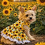 bow, closeup, cute, dog, dress, field, floral_pattern, flowers, fur, grass, nature, outdoor, pet, portrait, sitting, small_dog, sunflower, sunset, tongue_out, yellow