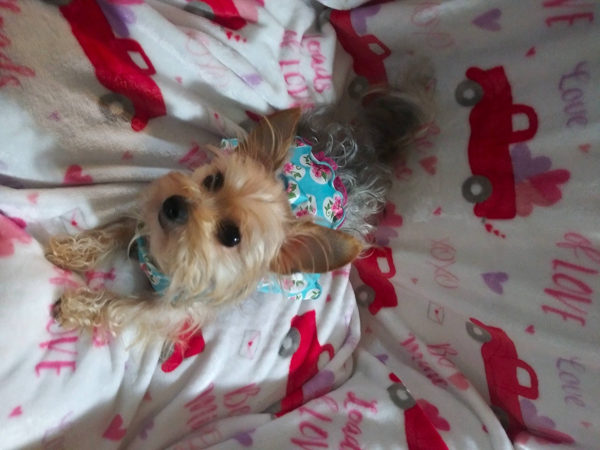 Puppy joined the competition — help win amazing prizes! canidae, carmine, carnivore, companion_dog, dog, dog_breed, dog_supply, event, fawn, fur, maltepoo, non_sporting_group, pattern, pink, snout, sporting_group, terrier, toy, toy_dog, working_animal