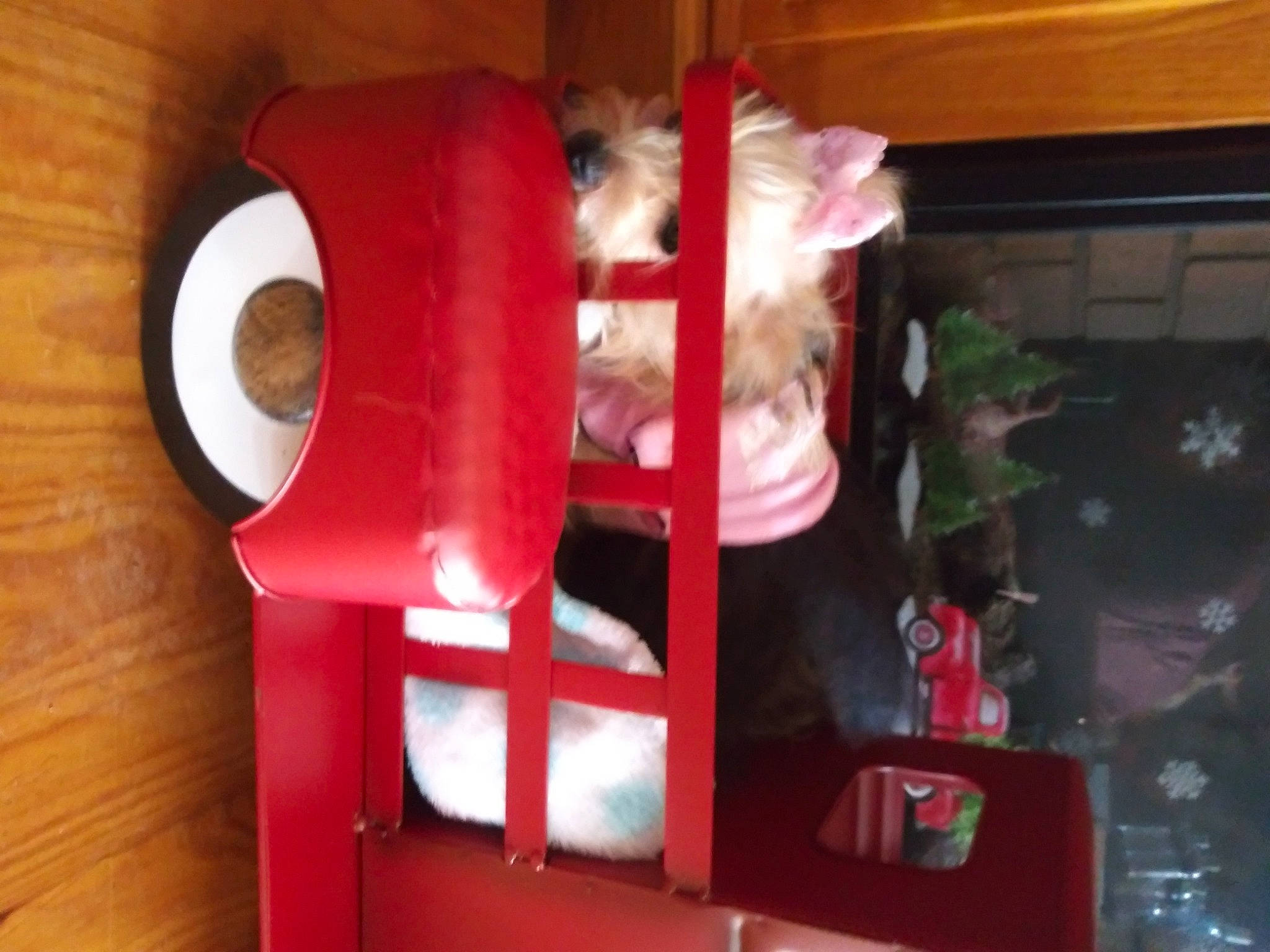 Puppy joined the competition — help win amazing prizes! carmine, event, hardwood, home_accessories, interior_design, lampshade, linens, pillow, plastic, room, shelf, shelving, throw_pillow, wood, wood_stain