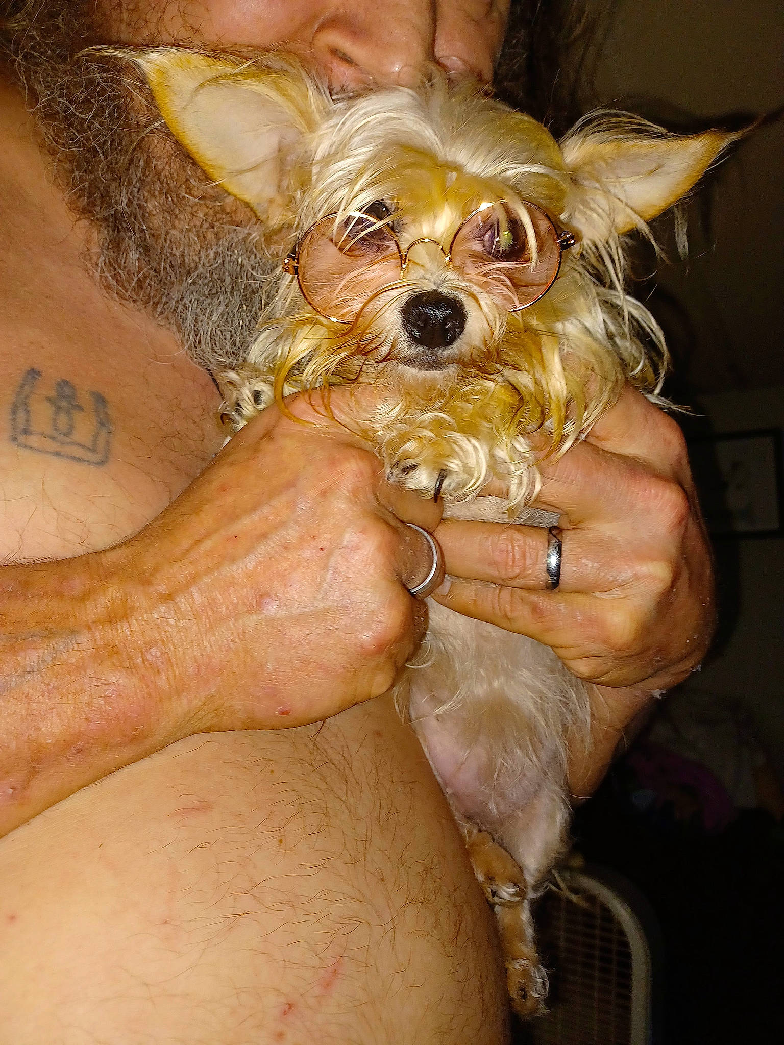 Puppy joined the competition — help win amazing prizes! blond, canidae, carnivore, companion_dog, dog, dog_breed, dog_supply, fashion_accessory, fawn, fur, liver, nail, small_terrier, snout, sporting_group, sunglasses, terrier, toy_dog, working_animal, wrist