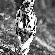Pongo participe au concours pour gagner de l'argent avec cette photo : dalmatian, dog, running, forest, leaves, black_and_white, animal, outdoor, happy, motion, nature, canine, energetic, pet, fur, tongue, joyful, wildlife, daylight, playful
