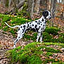 Pongo participe au concours pour gagner de l'argent avec cette photo : dalmatian, dog, animal, forest, moss, autumn, leaves, trees, outdoor, nature, standing, spotted, canine, wildlife, daylight, brown, green, background, side_view, alert