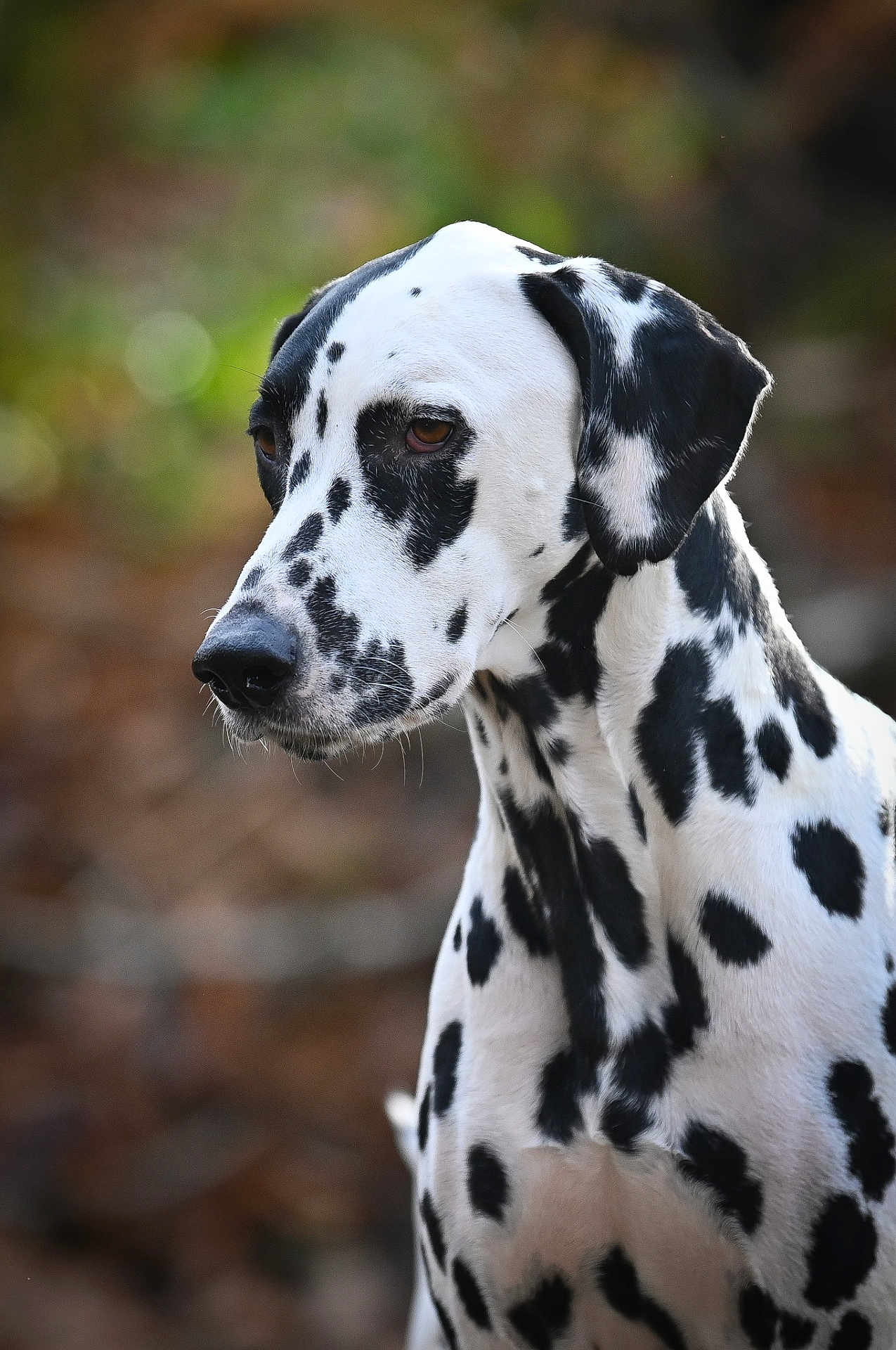 Pongo