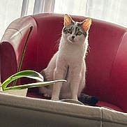 Youpii a rejoint le concours — aidez-le/la à gagner de superbes lots ! animal, cat, cozy, curtains, domestic, feline, fur, green, home, houseplant, indoor, natural_light, pet, plant, red_armchair, relaxed, sitting, soft_light, white, window