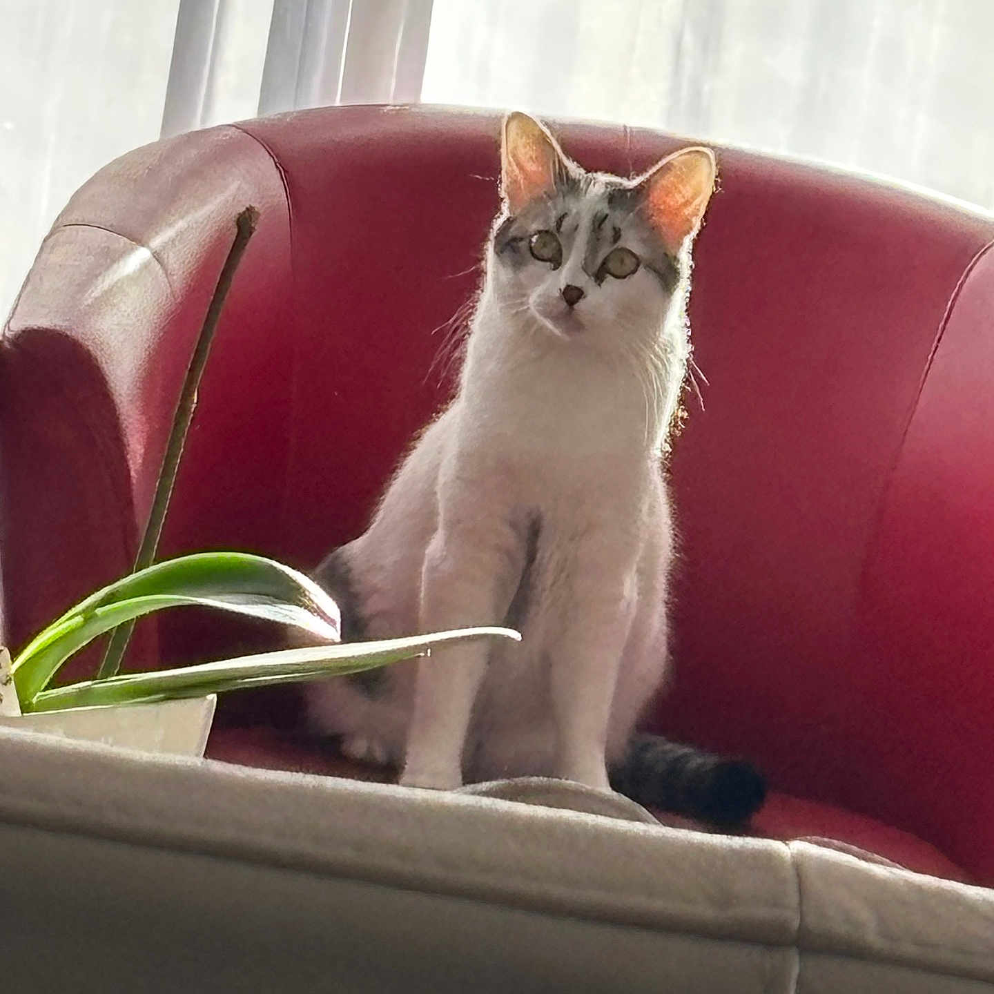Youpii a rejoint le concours — aidez-le/la à gagner de superbes lots ! animal, cat, cozy, curtains, domestic, feline, fur, green, home, houseplant, indoor, natural_light, pet, plant, red_armchair, relaxed, sitting, soft_light, white, window