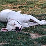 animal, canine, collar, daytime, dog, domestic_animal, fur, grass, mammal, nap, nature, outdoor, peaceful, pet, quiet, relaxation, resting, sleeping, summer, white_dog