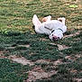 Drago participe au concours pour gagner de l'argent avec cette photo : animal, canine, collar, dog, field, frisbee, fun, grass, ground, happy, nature, outdoor, park, pet, playing, relaxed, resting, summer, sunlight, white_dog