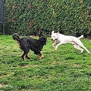 Drago participe au concours pour gagner de l'argent avec cette photo : animal, backyard, black_dog, collar, daytime, dog, dogs, energetic, fun, grass, greenery, hedge, joy, leaping, nature, outdoor, pet, playing, running, white_dog